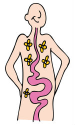 Digestive System